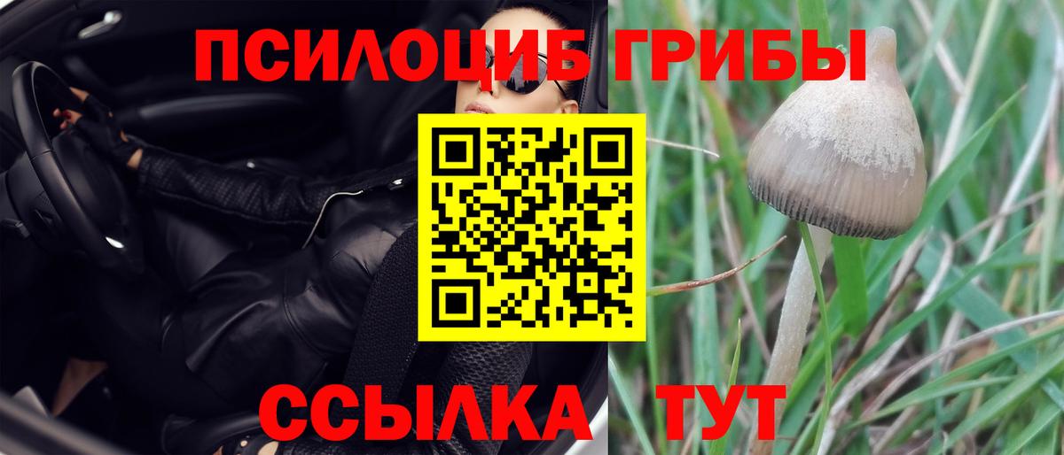 Псилоцибиновые грибы мицелий Лесозаводск